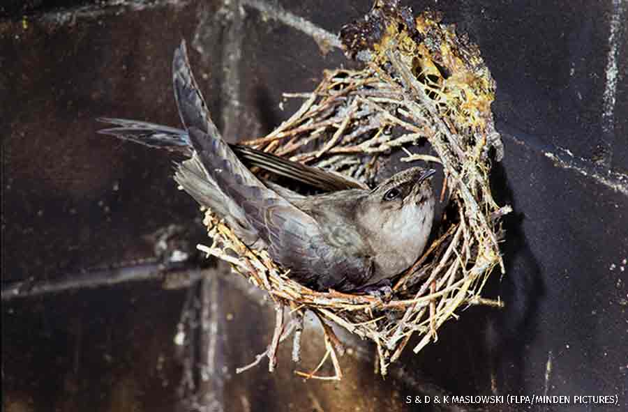 Swifts’ Nest in the Chimney